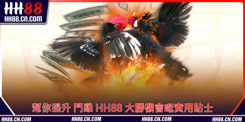 幫你提升 鬥雞 HH88 大勝機會嘅實用貼士